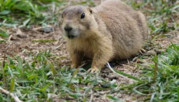 Prairie Dog Manor
