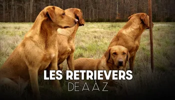 Le retriever de A à Z