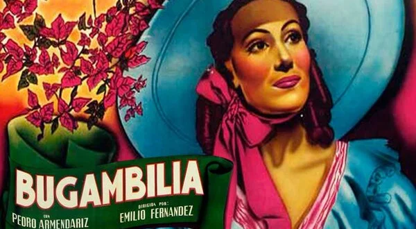 Bugambilia