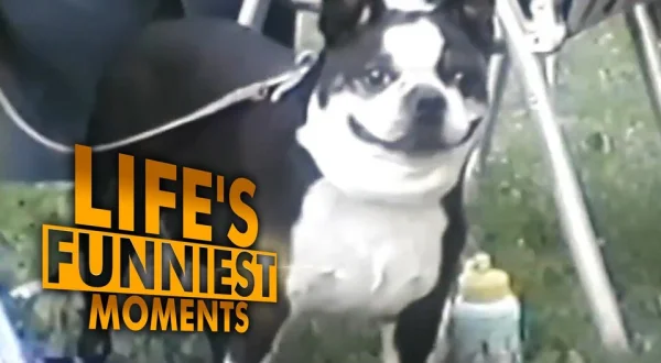 Life's Funniest Moments