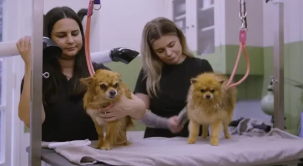 The Pet Show