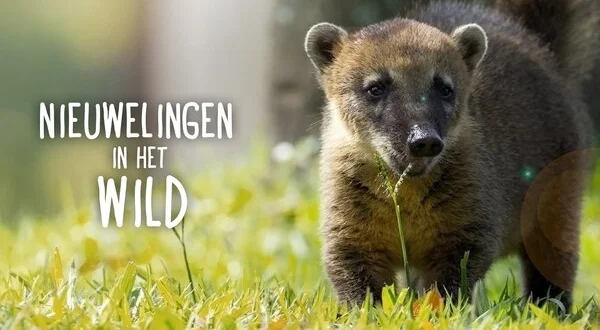 Nieuwelingen in het wild