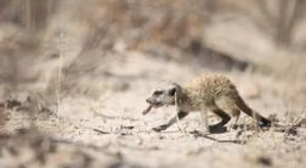 Attention ! Passage d'animaux : Quand la faune croise nos routes