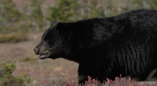 Kanada: Ein Jahr in der Wildnis