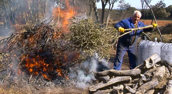 Los cisqueros. Arte ancestral de transformar la madera de encina en carbón vegetal y cisco