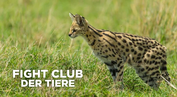 Fight Club der Tiere