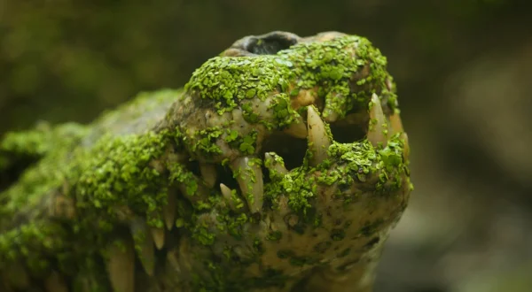 Krokodile der Karibik