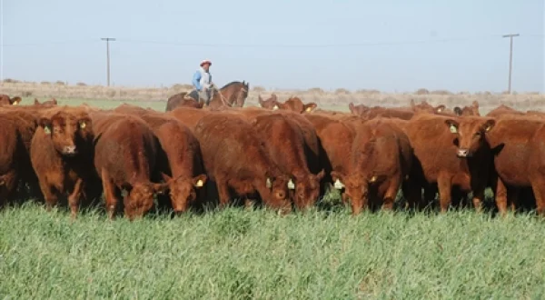Palabra rural