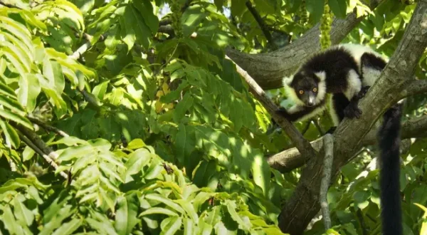 Des zoos nouvelle génération