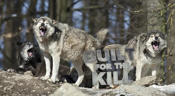 Built for the Kill