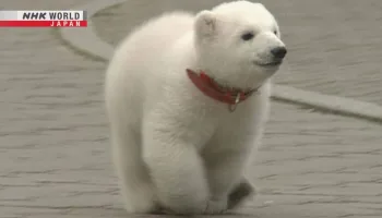 Peace the Polar Bear: 25 Years Together