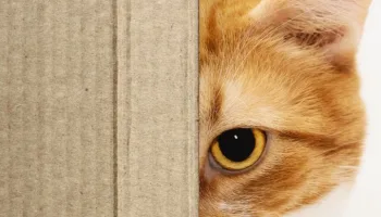 Mima a tu gato