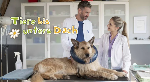 Tiere bis unters Dach