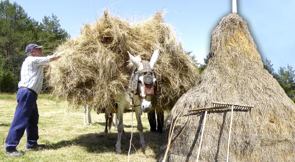 Barga de hierba ancestral. Corte con dalla, transporte en caballerías y almacenamiento en modolones