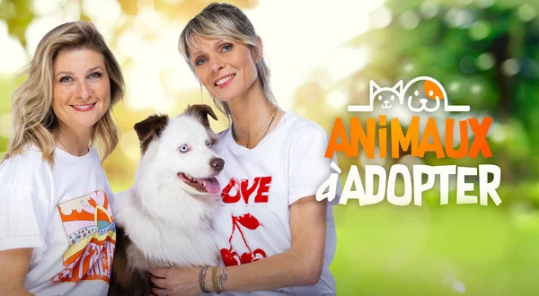 Animaux à adopter