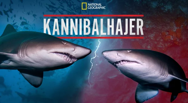 Kannibalhajer