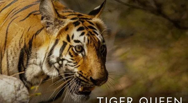 Tiger Queen of Taru