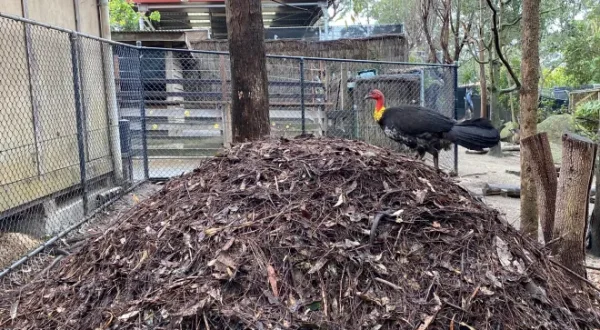 Taronga Zoo Hautnah