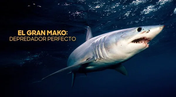 El gran mako: Depredador perfecto