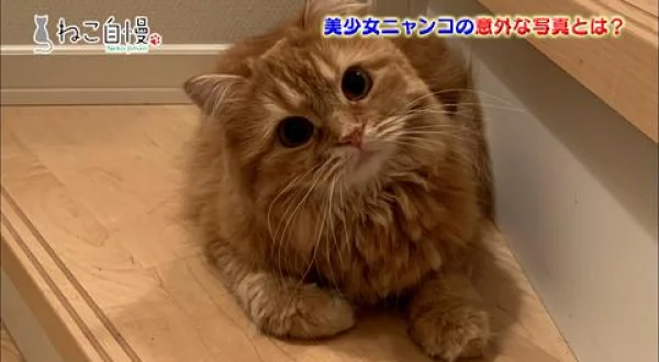 ねこ自慢◆NECO初◆