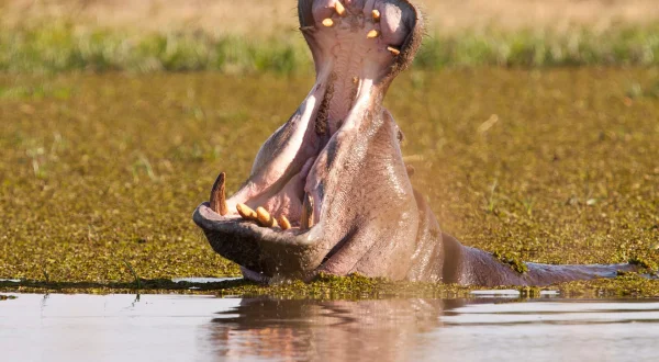 Ubojiti safari