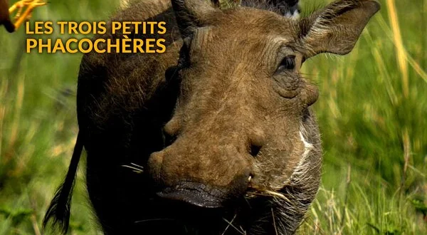 Les trois petits phacochères