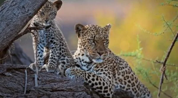 Mashatu: Leoparların Krallığı