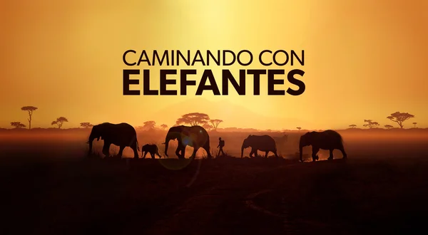 Caminando con elefantes