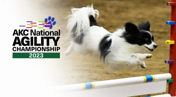 AKC National Agility Dog Championship