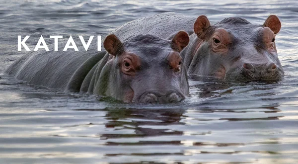 Katavi - Africa's Fallen Paradise