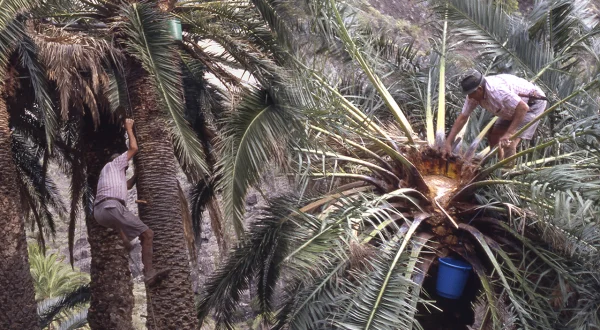 Miel de palma con la savia o guarapo de las palmeras. Peligroso oficio de su extracción artesanal