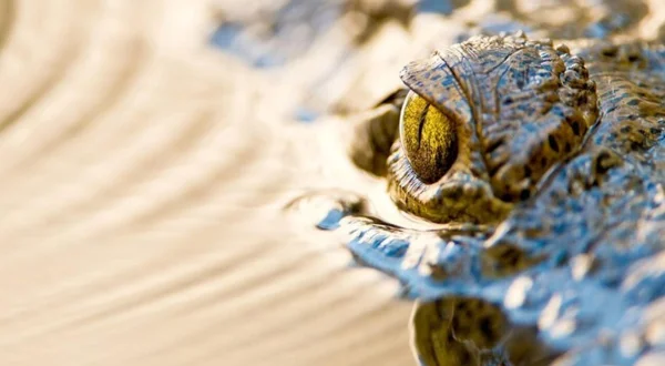 Wildes Florida: Königreich der Reptilien