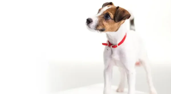 Hunde - Verlässliche Weggefährten
