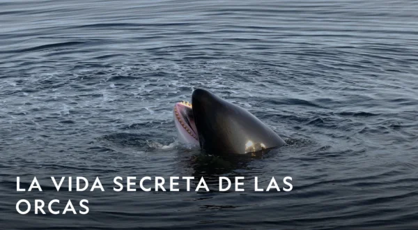 La vida secreta de las orcas