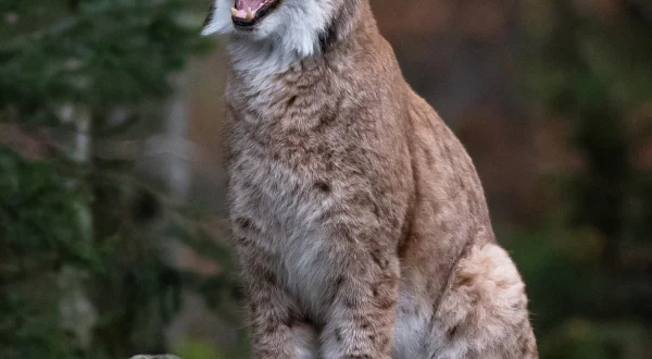 Land of the Iberian Lynx