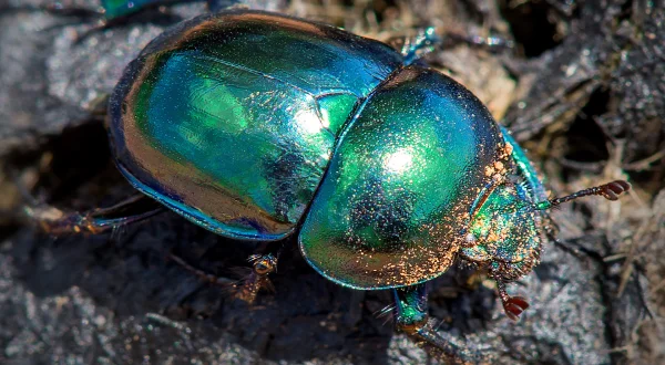 Απίθανα Εντομα | Fabulous Insects
