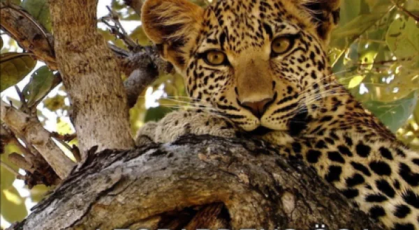 Eye Of The Leopard: Revealed