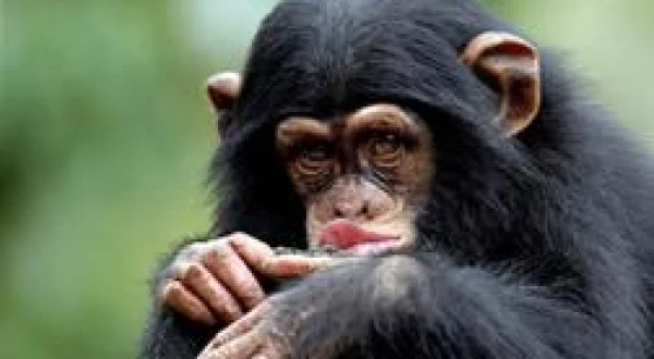 Mission spéciale : Les bébés chimpanzés
