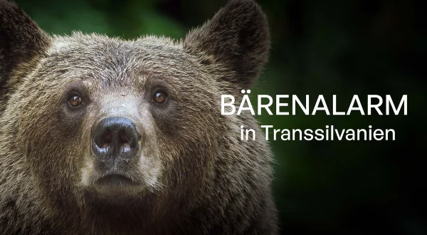 Bjørnealarm i Transsylvanien