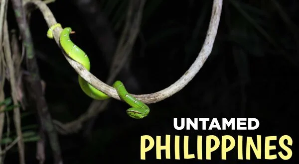 Untamed Philippines