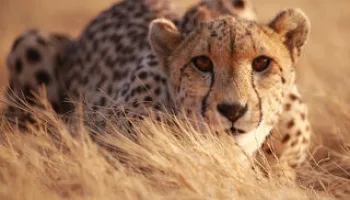 Casa Dolce Casa Dove Vivono Gli Animali