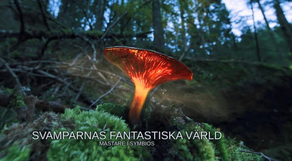 Svamparnas fantastiska värld - Mästare i symbios