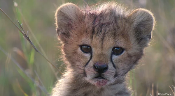 Tierbabys in Afrika