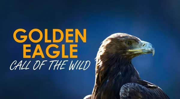 Golden Eagle: Call of the Wild