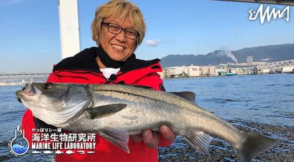 やっぱりシー研 海洋生物研究所 9 秋の大阪湾 ボートシーバス調査