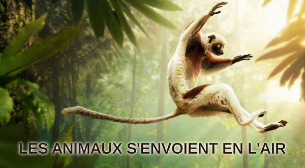 Les animaux s'envoient en l'air