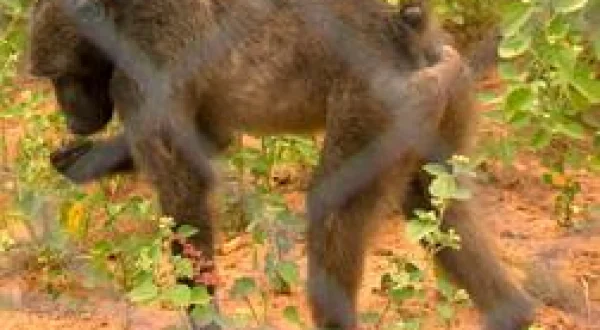 Das Waisenhaus für wilde Tiere