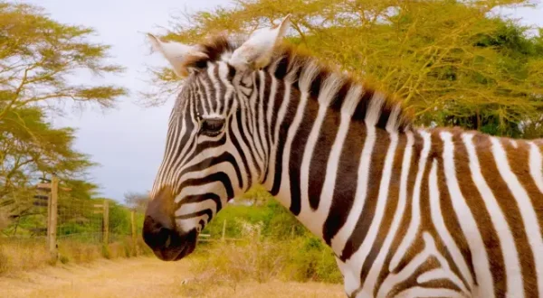 Hamza Loves Animals: Africa