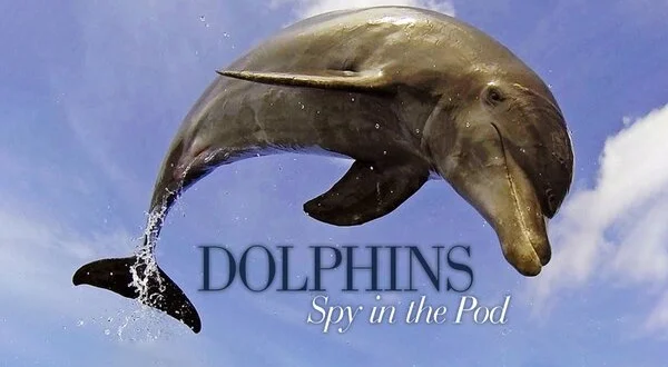 Dolphins: Spy in the Pod