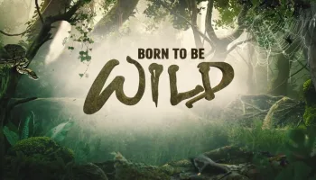 Born to Be Wild